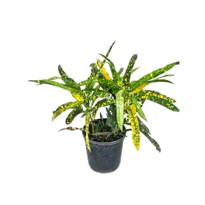 Croton Sloppy Painter - Live Plant in a 10 Inch Growers Pot - Codiaeum 'Sloppy Painter' - Beautiful Clean Air Indoor Outdoor Tropical Houseplant