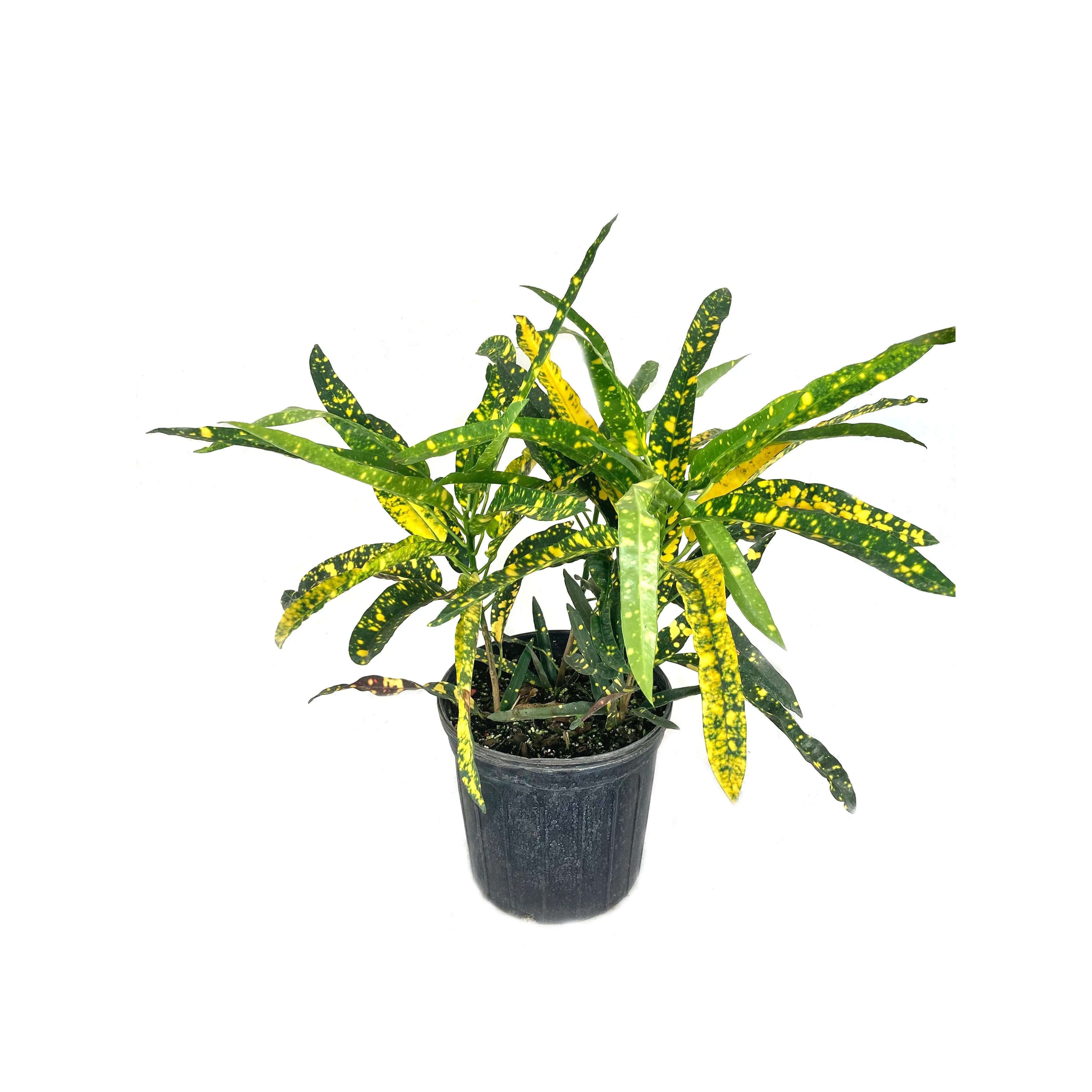 Croton Sloppy Painter - Live Plant in a 10 Inch Growers Pot - Codiaeum 'Sloppy Painter' - Beautiful Clean Air Indoor Outdoor Tropical Houseplant