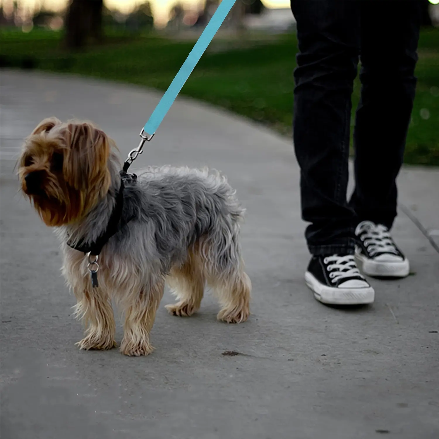 Pet car seat belts, dog and cat car towing ropes, Leash, No Tangle Leash, and retractable cat and dog towing ropes in the back seat make your dog safer