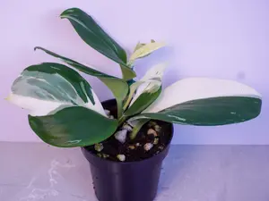 RARE Scindapsus Treubii Moonlight Albo 3” | Silver Variegated Plant