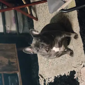 Buckeye's Fantastic Four Pack