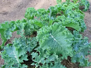 200+ Kale Seeds Dwarf Blue Curled Scotch Kale Vate Blue Curled Kale USA
