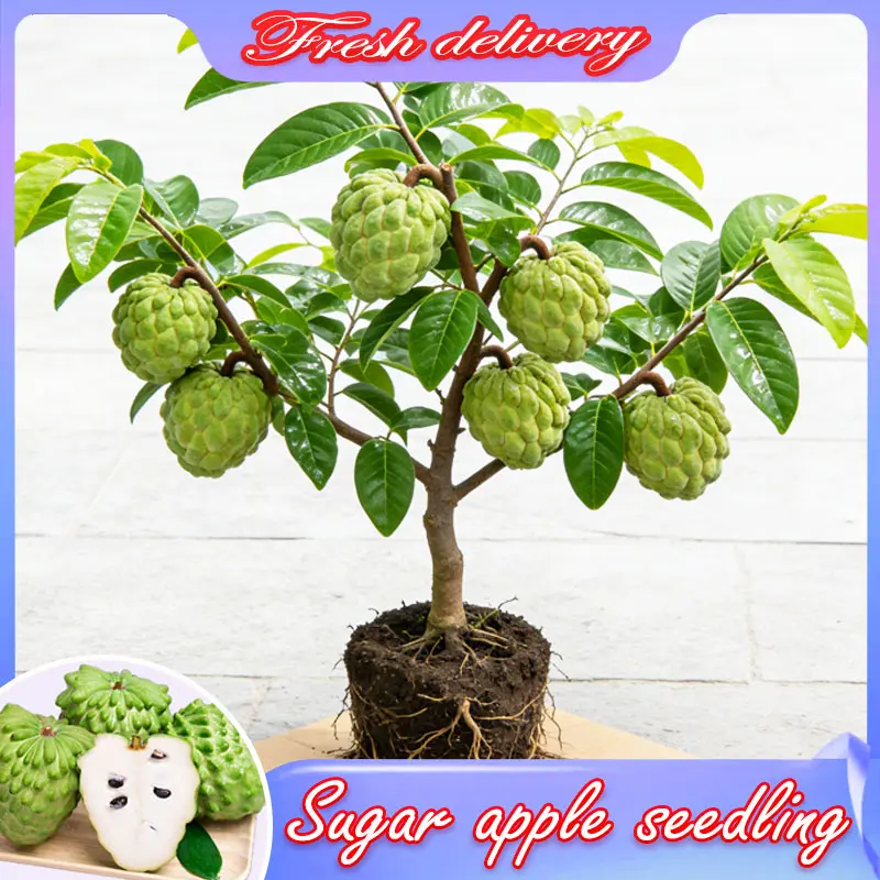 Live Grafted Sugar Apple Bare Root Sapling, Delicious Custard Apple Fruit Tree, Early Fruiting Potted & Outdoor Tropical Plant