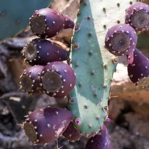 Engelmann’s Prickly Pear Seeds (Opuntia engelmannii) Southwestern native with vibrant pads and fruit; supports wildlife and thrives in harsh conditions