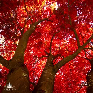 Red Maple -(Acer rubrum)