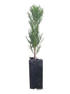 Giant Sequoia Sapling Legacy Tree Live Plant Hedge or Bonsai Forest