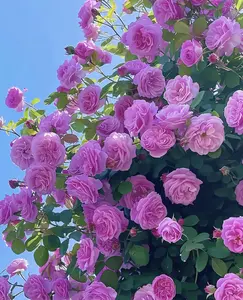 Mixed-color Climbing Rose Seeds 200 pcs, Easy to grow, Year-round Planting Garden