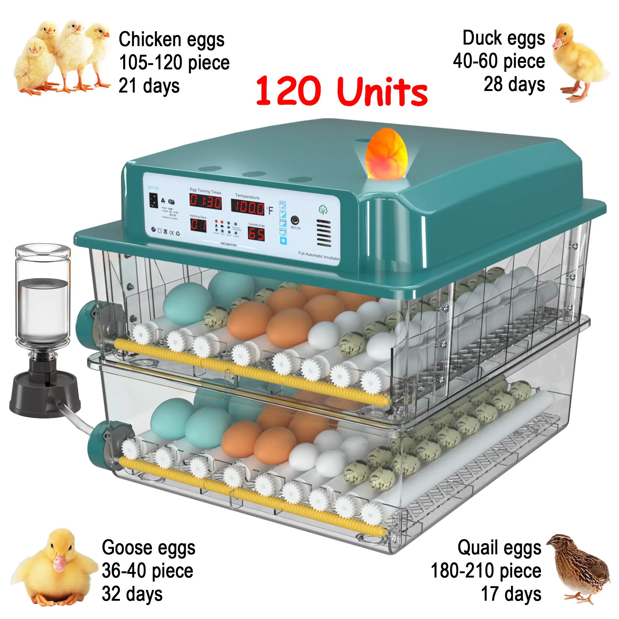 120 EGGS (Main Product Image)