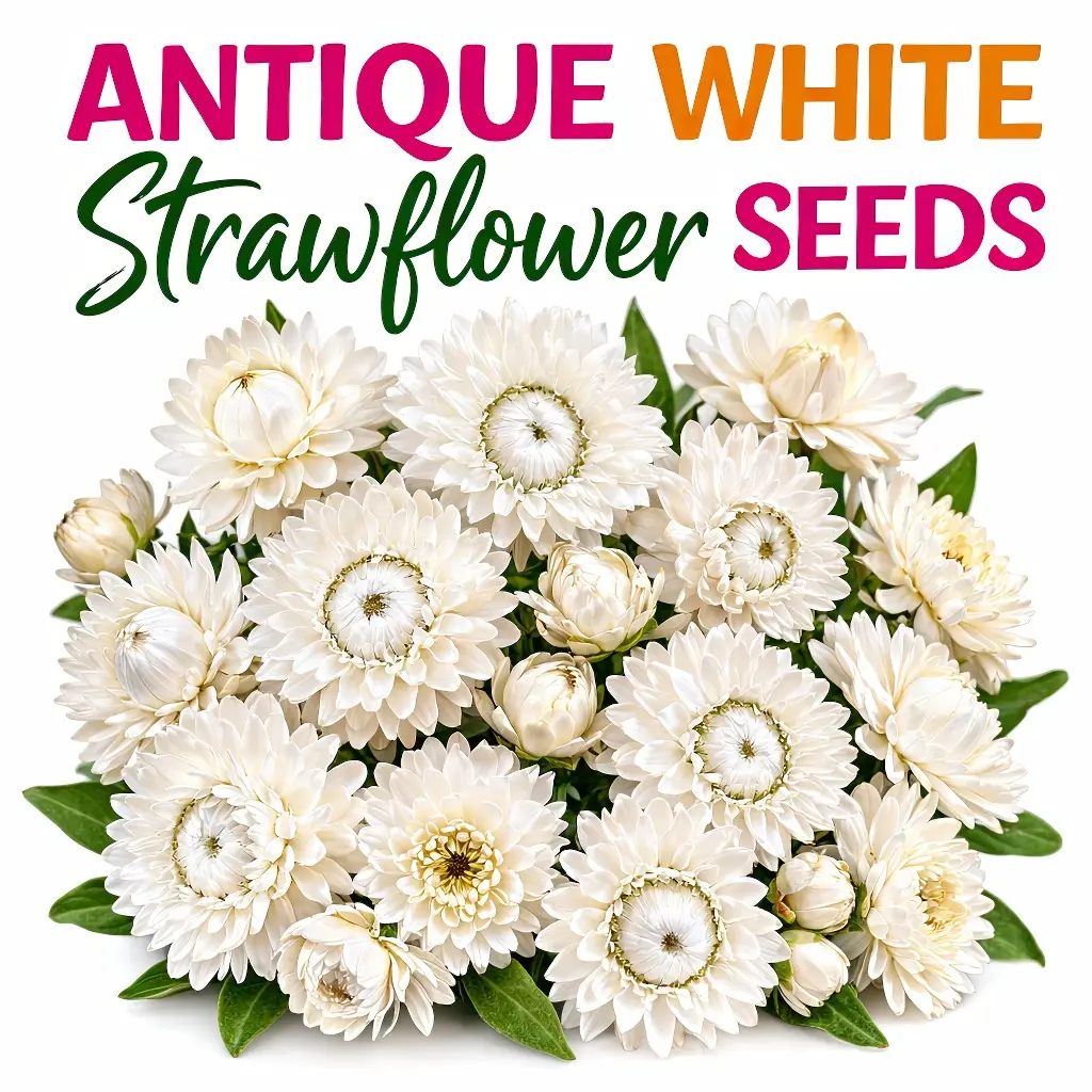 Antique White Strawflower Garden Seeds 25 Seeds in Packet Non-GMO USA Grown Open-Pollinated Untreated for Full Sun or Partial Shade