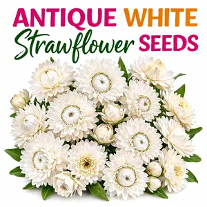 Antique White Strawflower Garden Seeds 25 Seeds in Packet Non-GMO USA Grown Open-Pollinated Untreated for Full Sun or Partial Shade