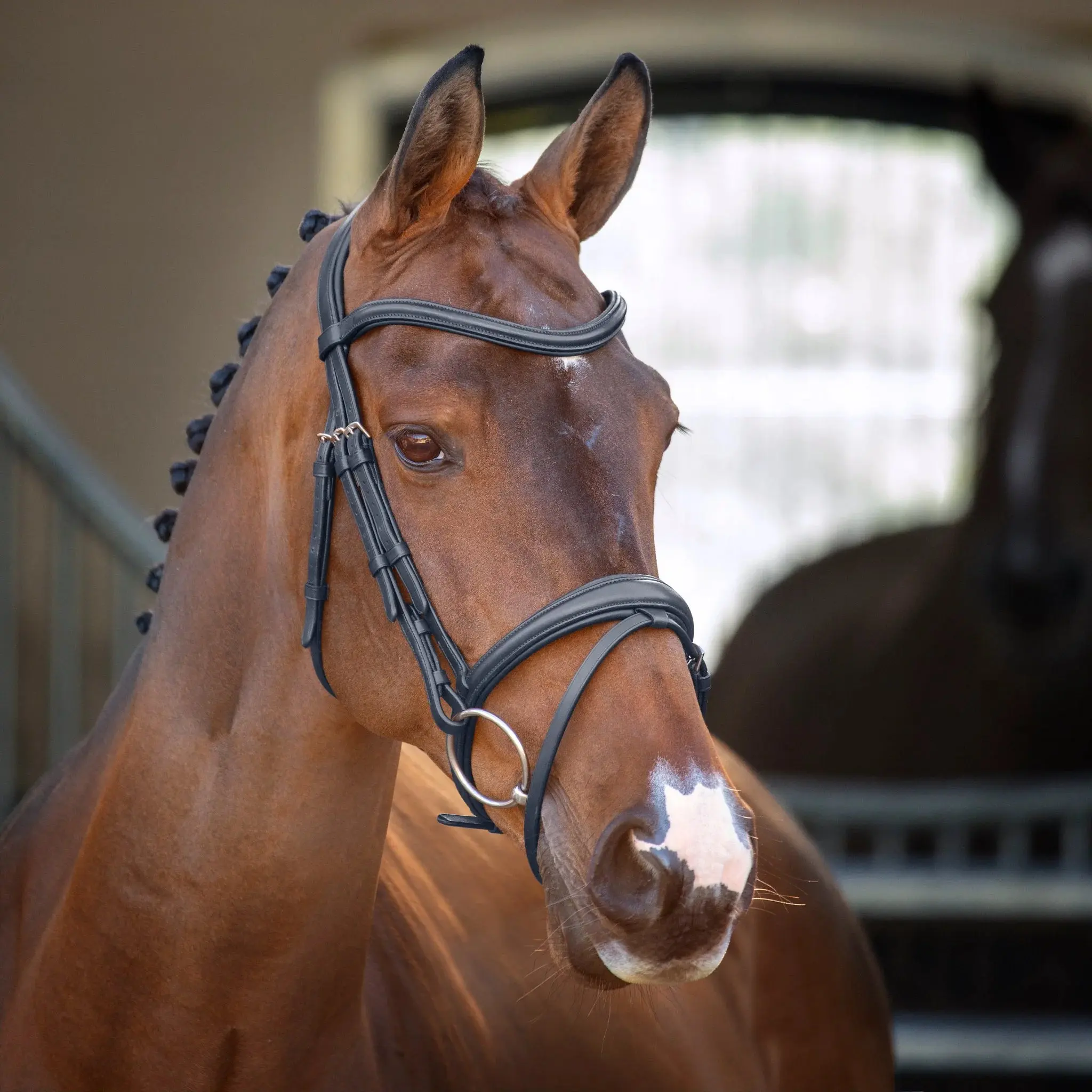 Shires Lusso Padded Raised Flash Bridle - Premium Leather Equestrian Horse Tack - Multiple Sizes Black / Cob