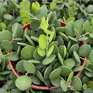 String of Coins | Silver Dollar Vine | Xerosicyos Danguyi Live Plant in 4" pot