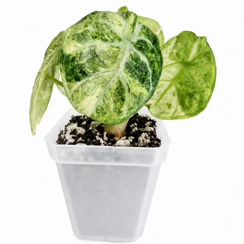 alte sorten bio saatgut Bio-Tomaten Samen-Set kaufen