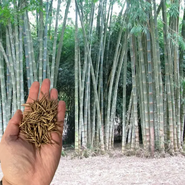 50 Rough Bamboo Seeds 50 Rough Bamboo Seeds