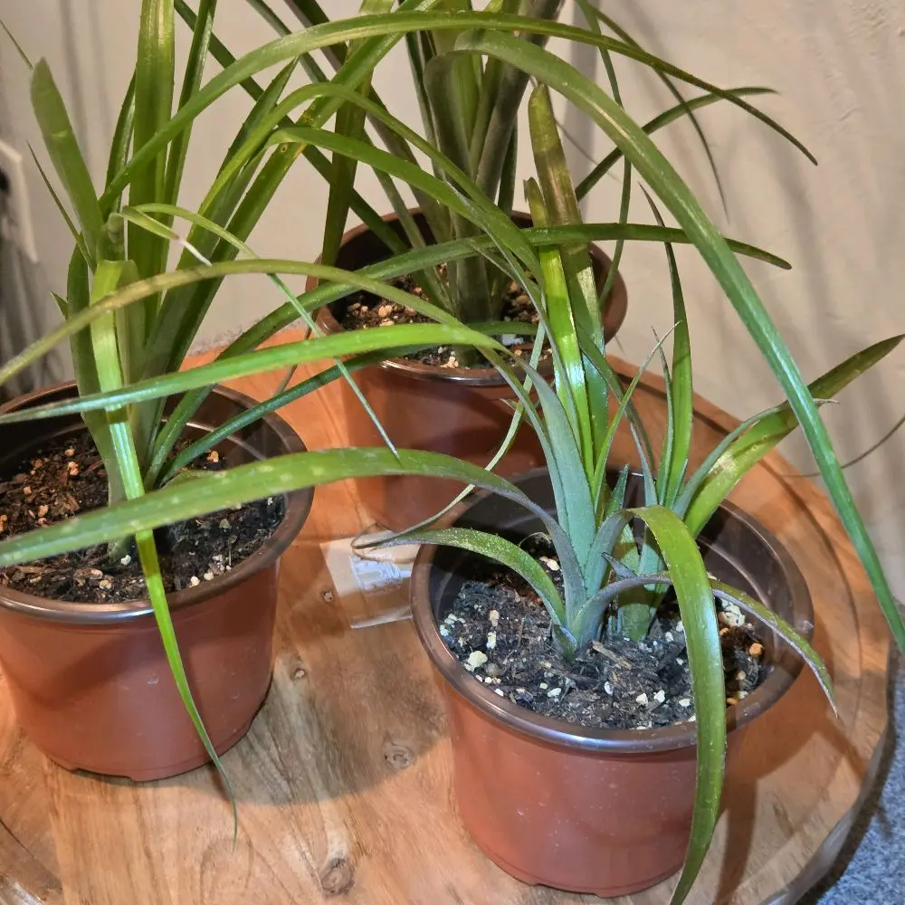 Queens Tears Bromeliad, Live Outdoor Garden Vine for Home Improvement Projects