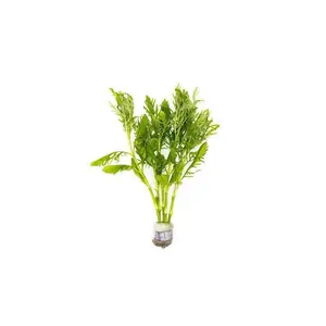 Water Wisteria/Hygrophila Difformis