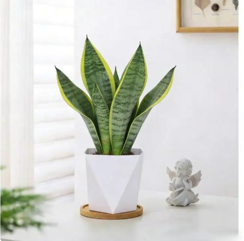 Live Exclusive | Live Snake Plant Indoor – Hardy Sansevieria Houseplant Easy Care Home Decor Plant
