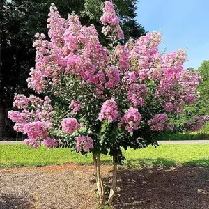 50Pcs Seeds Pink Myrtle Tree Seeds for Planting Lagerstroemia Pink Dwarf Crepe Myrtle Bush Wonder Lovely Hardy Flowers Privacy Plant Great for Garden and Patio Easy Grow