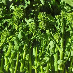 Heirloom Early Fall Rapini Broccoli Raab Seeds - Organic and Regenerative Gardening Seeds