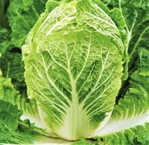 TomorrowSeeds - Matsushima Chinese Napa Cabbage Seeds -  Non GMO Garden Bok Choy Japanese Korean Asian Vegetable Seed For 2024 Season