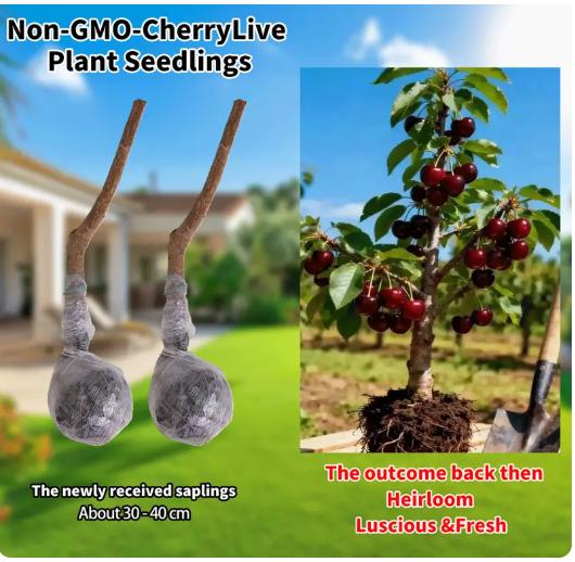 Premium Black Cherry Seedlings, Ready-to-Plant for Home Garden