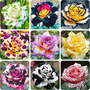 200pcs Rare Exotic Perennial Rose Seeds – Non-GMO, Stunning & Fragrant Blooms for Year-Round Color – Perfect for Garden Beds, Patios, and Balconies – Easy-to-Grow Outdoor Flower Seeds for DIY Landscaping, Gift Ideas, & Long-Lasting Outdoor Beauty