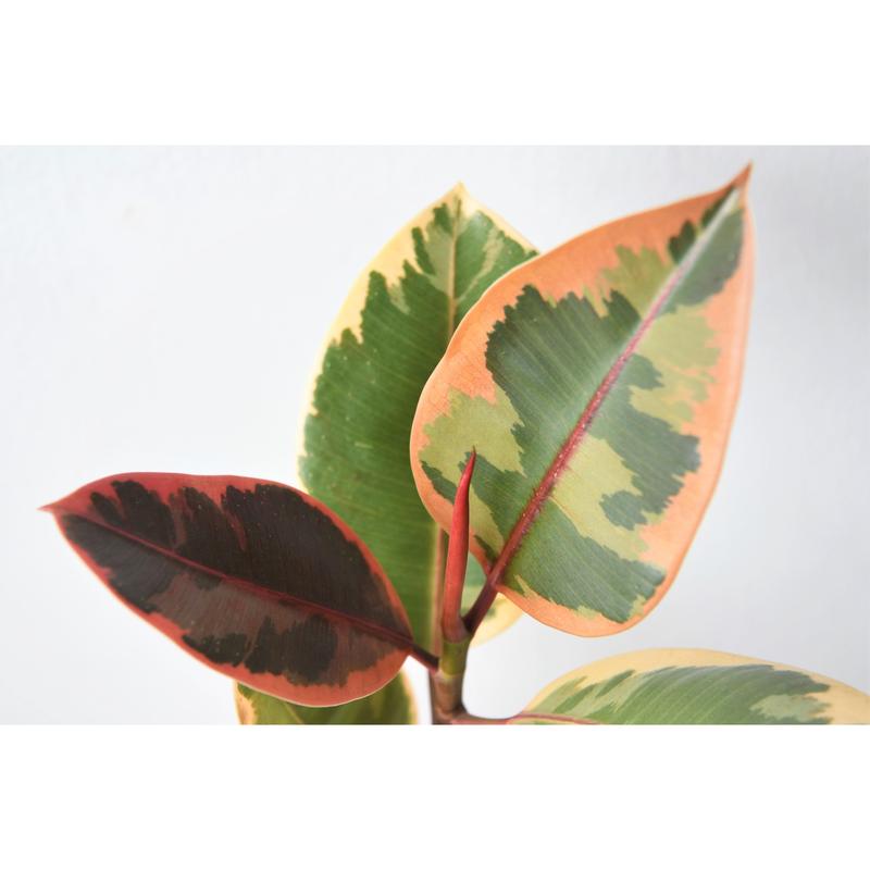 Grower's Choice Variegated Ficus | medium