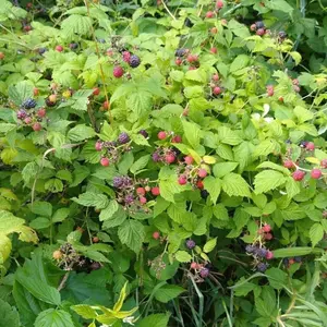 ORGANIC BLACK RASPBERRY 120+ Seeds MADE IN USA Garden FRESH High-Quality Fruit Seeds for Home Gardening