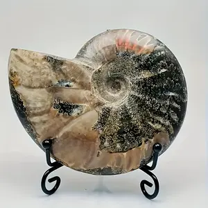 1 Piece Of Stylish Crystal Decorative Stone, Ammonite Is Suitable For Office And Home Decoration - Natural Cracks And Textures Are Visible