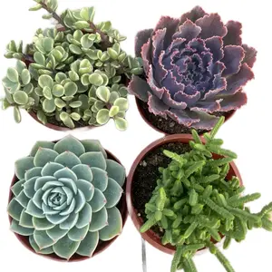 5 Dollars Live Sale Specials Lives Only Sculpture E Succulent Variety Pack in Pots for Home Decor