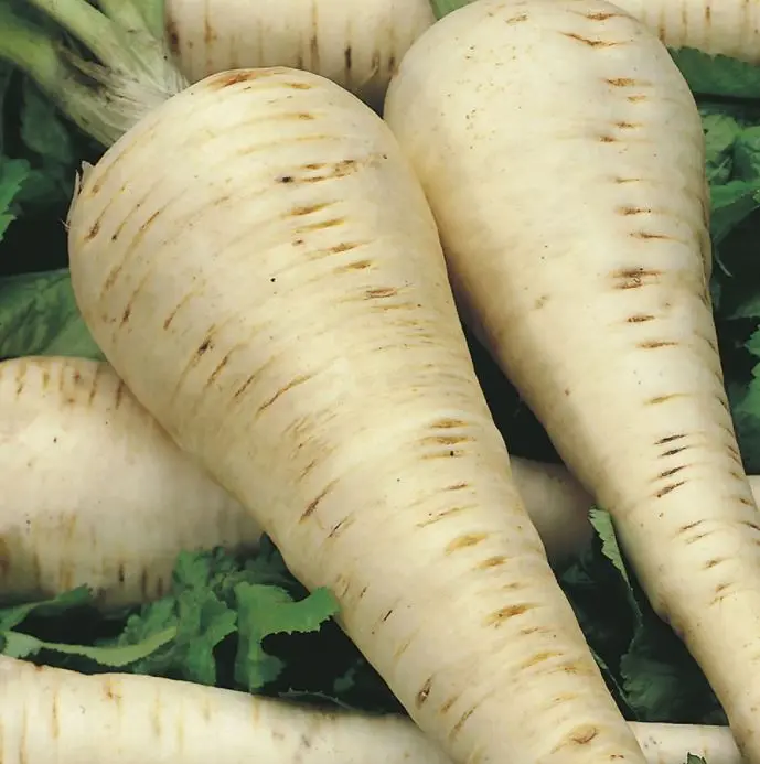 Hollow Crown Parsnip Seeds