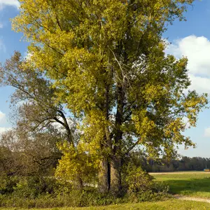Hybrid Poplar Tree – Fast-Growing Bare Root, 2–3 ft | Populus deltoides × nigra