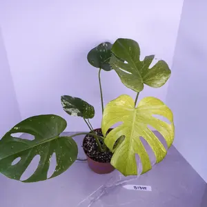 Monstera Mint Variegated Live Plant 6” Pot | Rare Collector Monstera | High Variegation