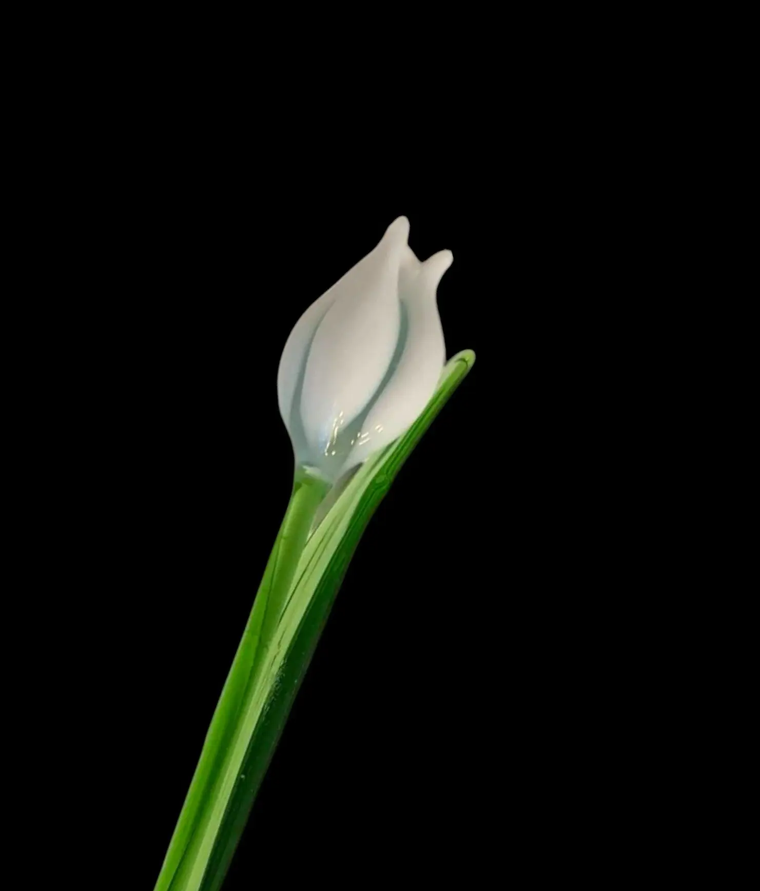 White Glass Tulip, Handcrafted Glass Flower, Hand Made In Ukraine Using Murano Quality Glass, Great Gift For Flower Lovers, 6 Inches Tulip