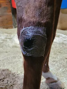 Transparent Adhesive Bandages for Horses