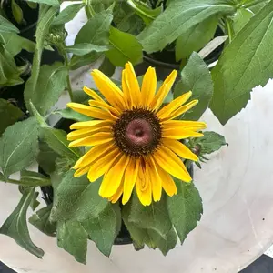 Denver Daisy Rudbeckia Flower Plant for Garden Landscaping