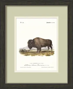 Big Game Illustrations - American Bison