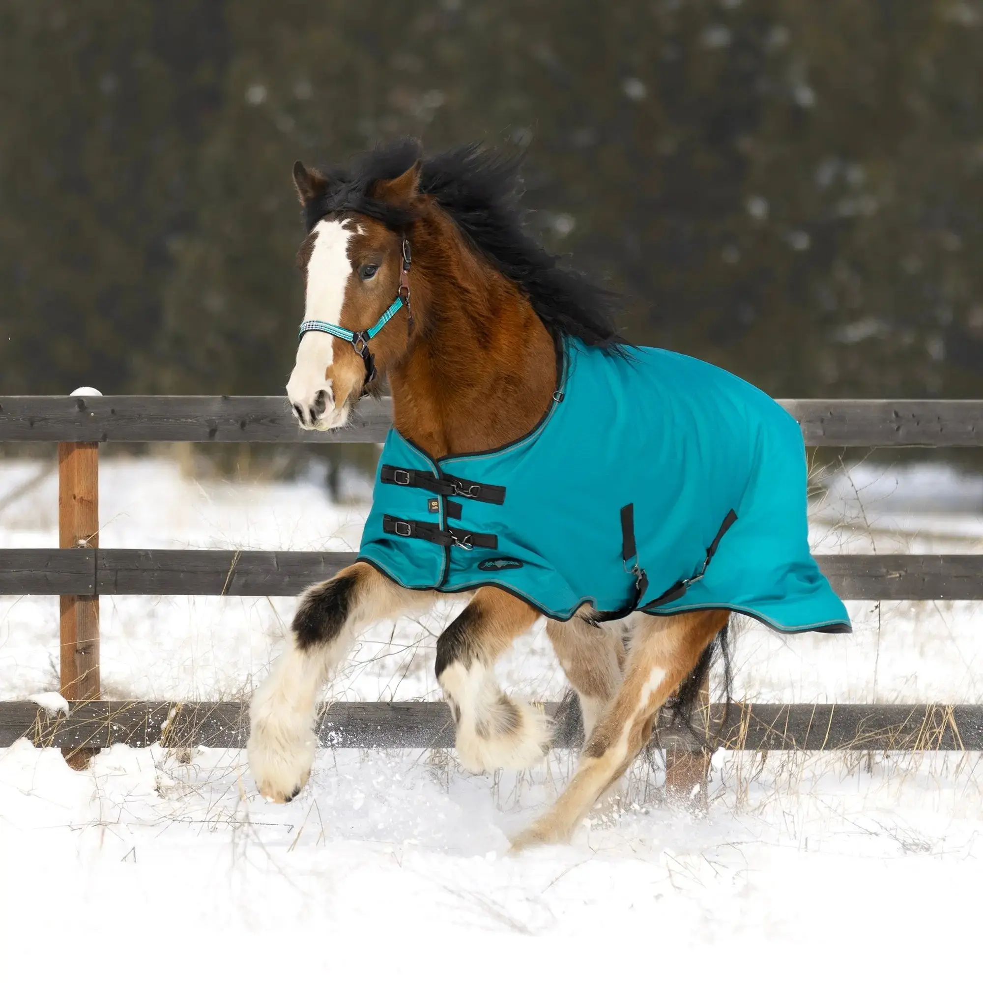 1200D Heavyweight 300g Horse Winter Turnout Blanket - Waterproof & Breathable