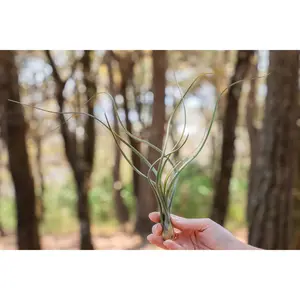 Large Tillandsia Baileyi Air Plants  / 6-8 Inches Tall [1, 3 or 5 Pack]