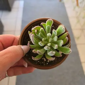 Echeveria Setosa