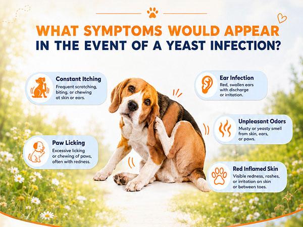 #backtoschool #sohochicCarmelie Yeast Infection Treatment for Dogs, 200 Chews Yeast Balance Healthy Itch Relief, Ear & Paw Odor Care, Allergy Supports, Helps Relieve Yeast Overgrowth, Chinken Flavor, Safe for All Ages Dogs,back to school #backtoschool #sohochicCarmelie Yeast Infection Treatment for Dogs, 200 Chews Yeast Balance Healthy Itch Relief, Ear & Paw Odor Care, Allergy Supports, Helps Relieve Yeast Overgrowth, Chinken Flavor, Safe for All Ages Dogs,back to school