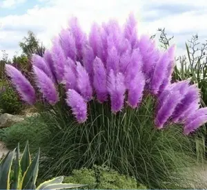 Premium Pampas Grass Seeds 1000 Pack for Home Garden, Decorative Ornamental Grass Seeds for Backyard Planting, Seeds Only, Not Live Plants