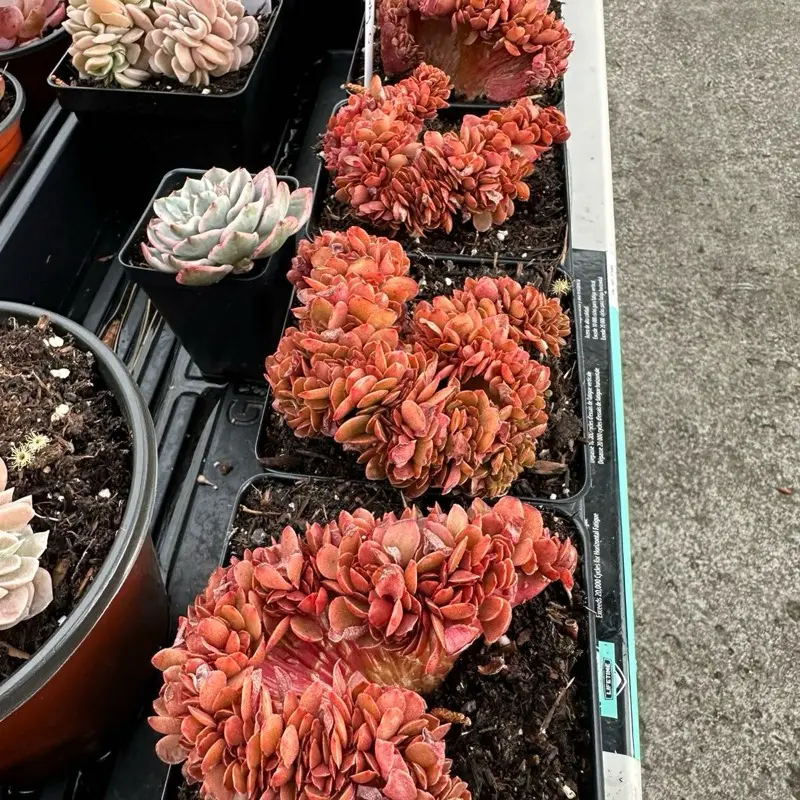 Echeveria 'Candy' Crested Cluster (around 4.5'') - Bare Root Succulents - Terra Tales