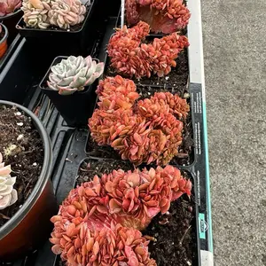 Echeveria 'Candy' Crested Cluster (around 4.5'') - Bare Root Succulents - Terra Tales