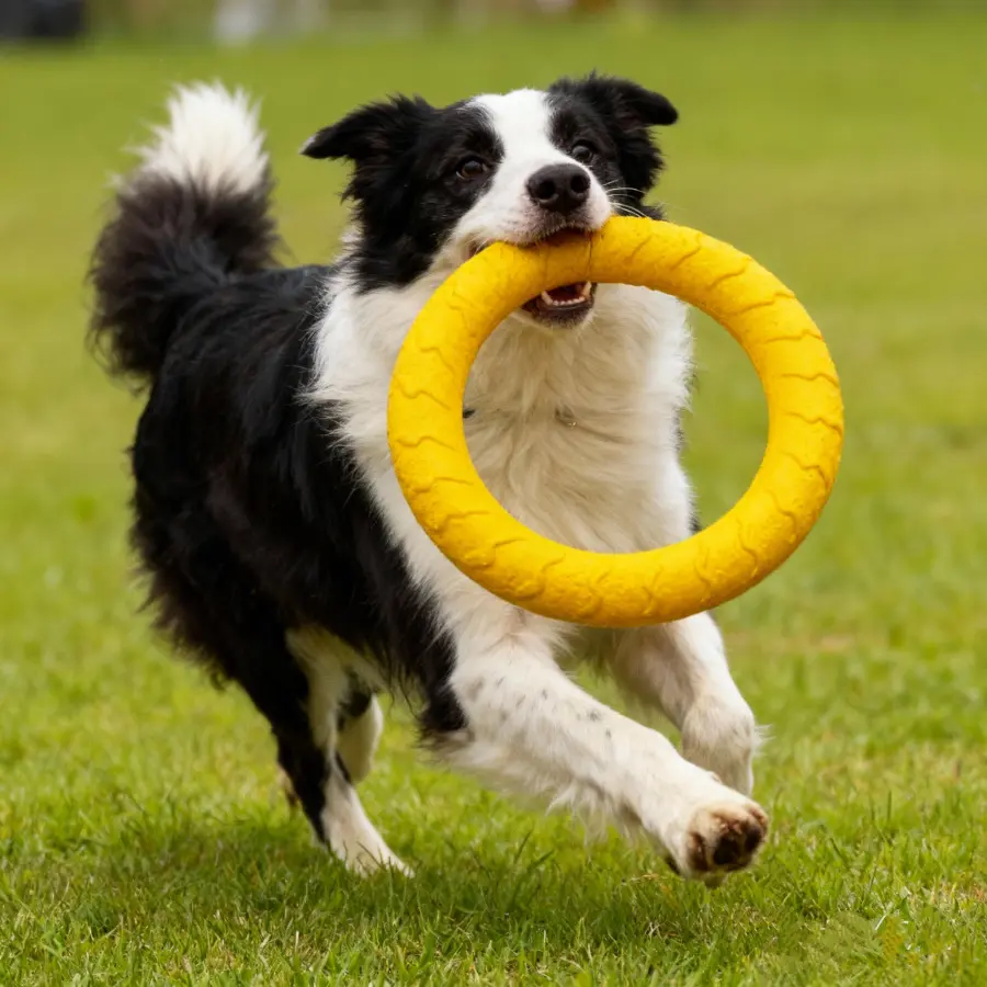 PawLikee 6-Piece Outdoor Dog Play Set - EVA Foam (Ethylene Vinyl Acetate) Solid Bite-Resistant Ball Toys, Gentle on Dog Teeth, for All Seasons Outdoor Fun & Water Play