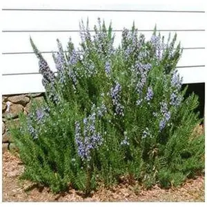 Upright Rosemary | Two Live Herb Plants | Non-GMO, Ornamental & Edible