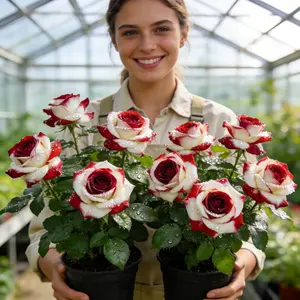 【BestSellerTop】300 Pcs Rare Twin Red White Rose Flower Seeds, Suitable for Small Gardens, Patios, Balconies & Indoor Cultivation, Low-Maintenance Outdoor Ornamental Flowers, Top Choice for Horticulture