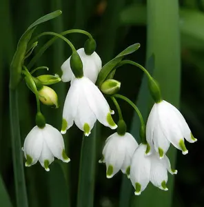 Giant Snowdrops - 8 Bulbs - Leucojum aestivum - 10/12 cm Bulbs to Grow
