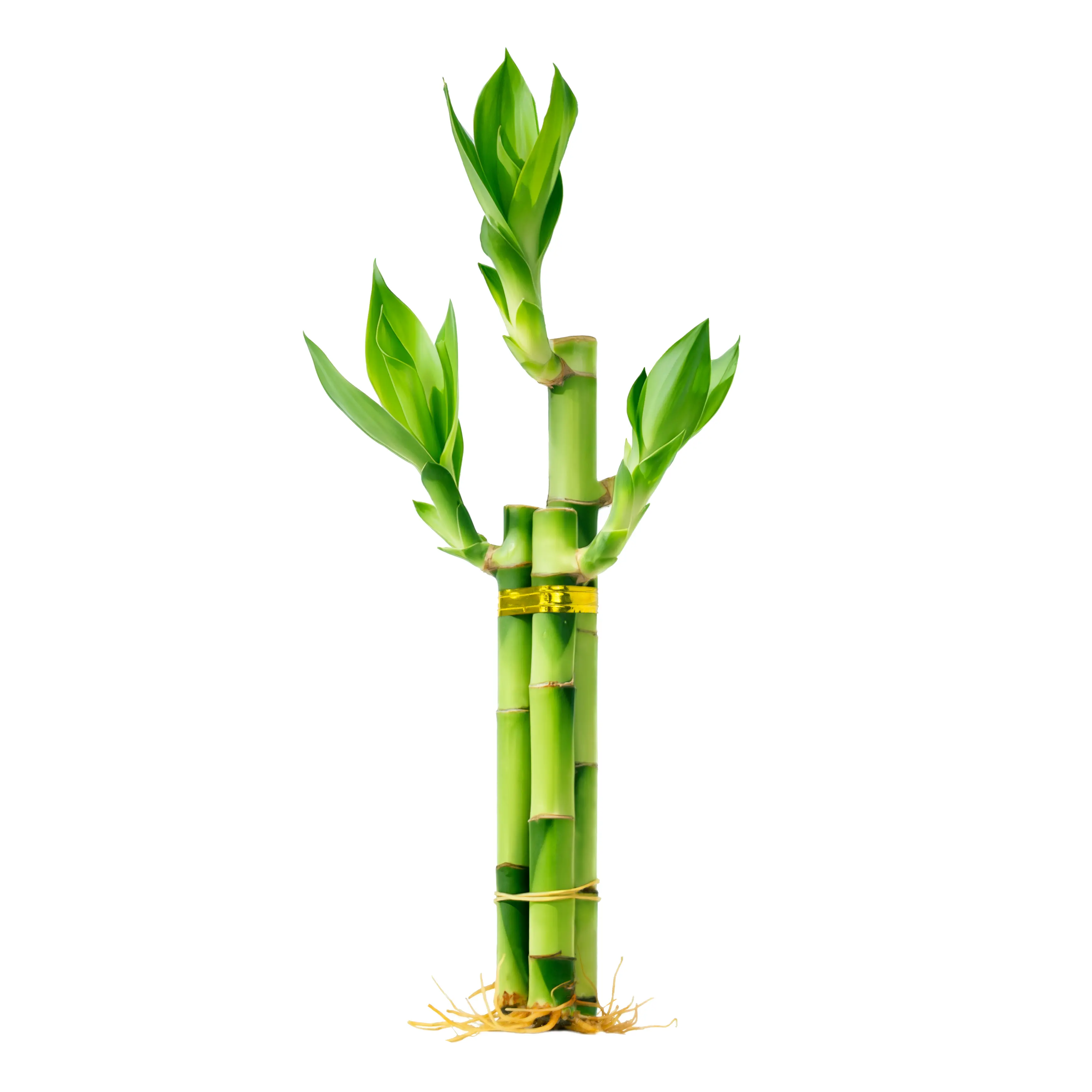 6"-8" Lucky Bamboo Bundle (3 Stalks) Live Plant - Easy Care Water Plant with Nutrient