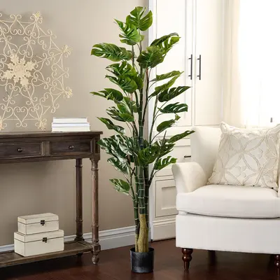 Monstera Obscura - TikTok Shop